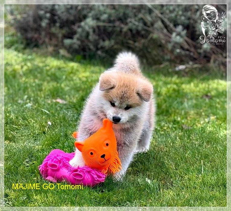 MAJIME GO czerwona dziewczynka-AKITA rodowód FCI i AKIHO