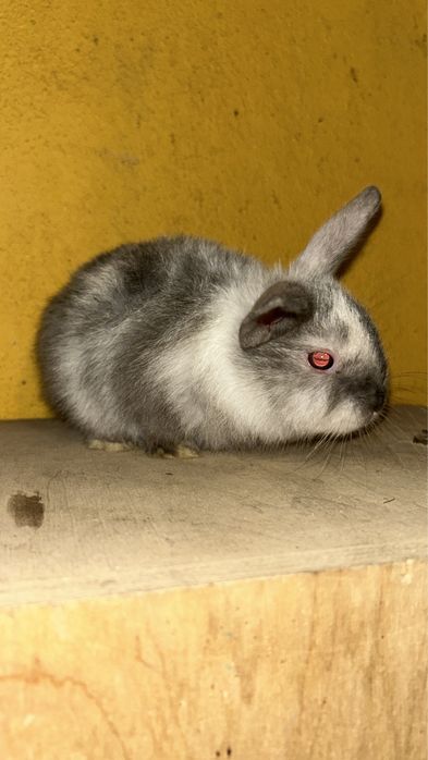 Coelhos anões bebes e adultos