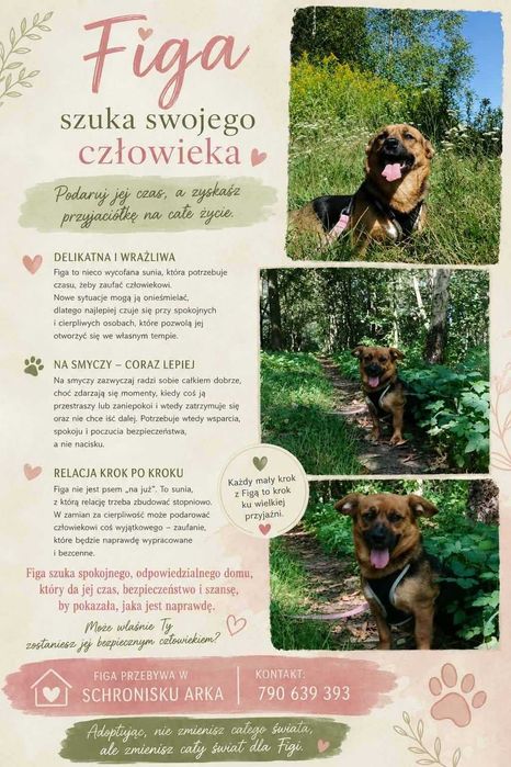 Suczka Figa szuka domu- adopcja