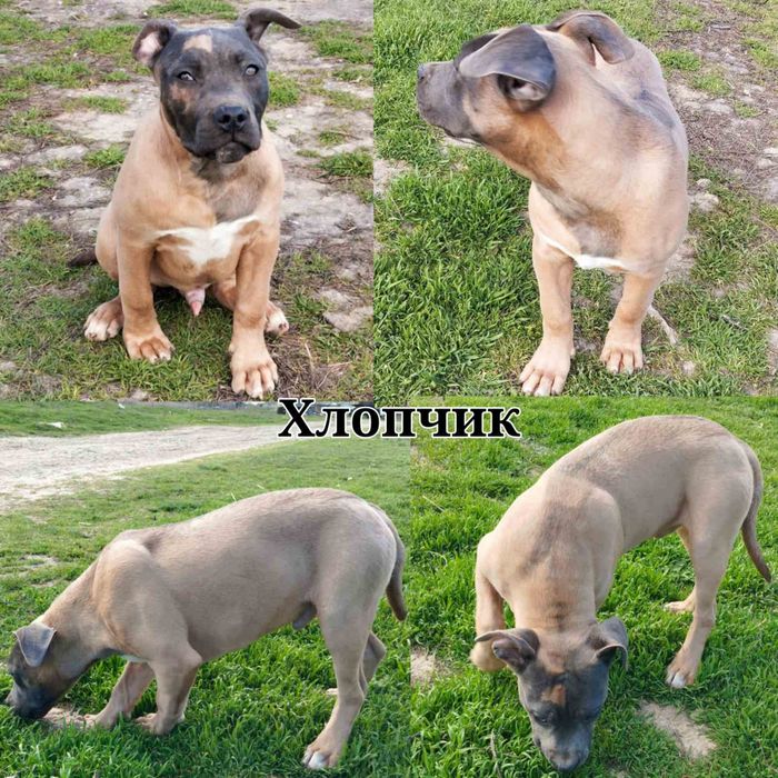 Щенки американского стаффорширдского терьера