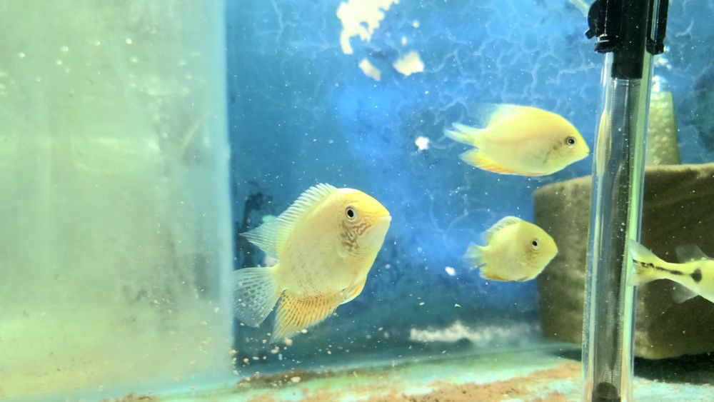Vendo severum gold