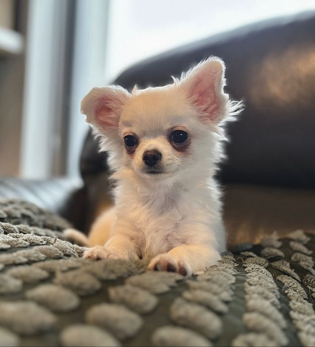 Chihuahua Piesek długowłosy!!!