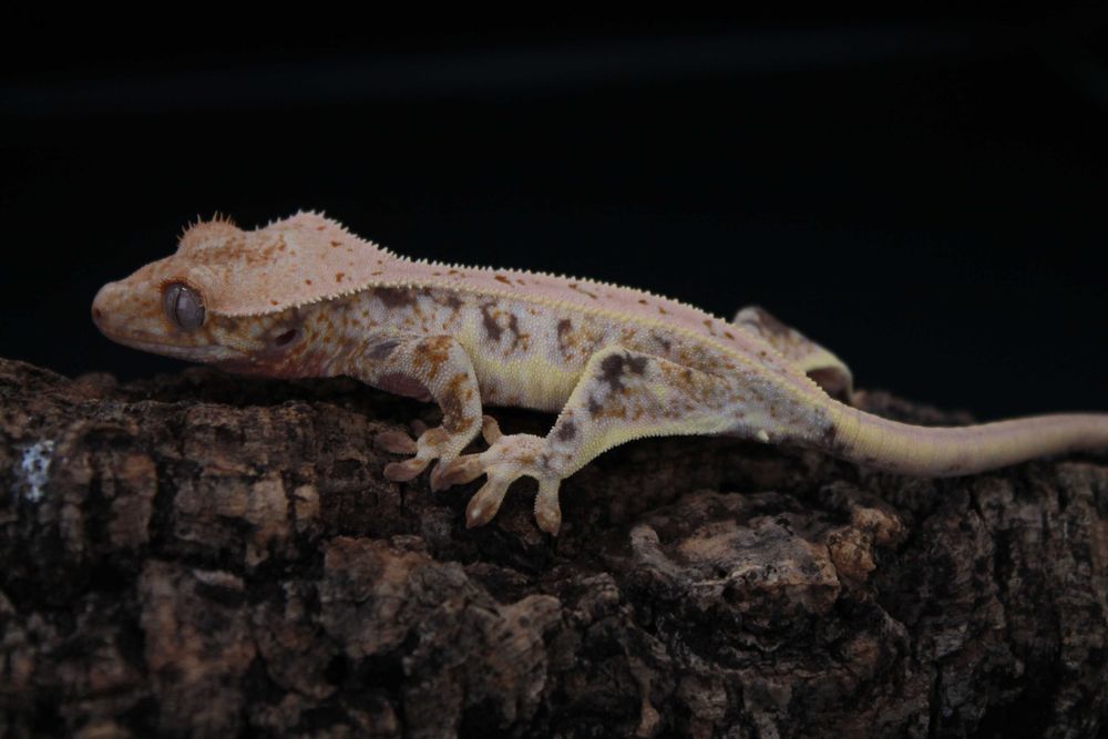 Gekon orzesiony, mocny samiec LW z potencjalem hodowlanym!