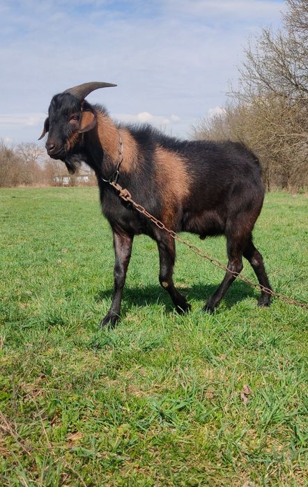 Продам. Гарного породистого цапка. Нубієць.
