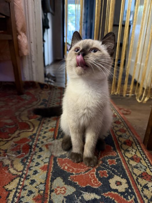 Котик сіамський