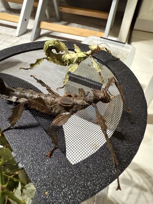 Straszyk australijski