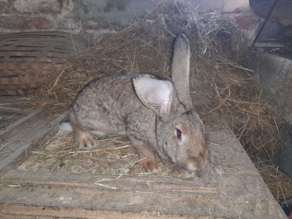 Króliki - samice.