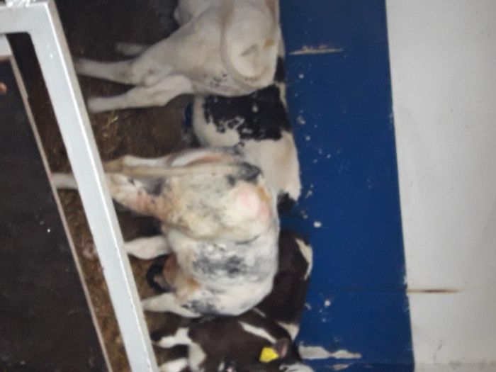 Byczki i Jałówki JEDWABNE polskie