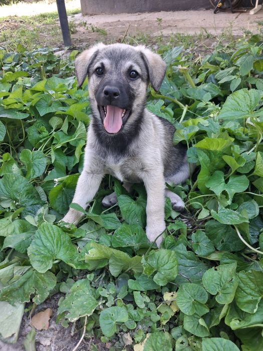 Лілу  шукає люблячу родину цуцик цуценя собака песик