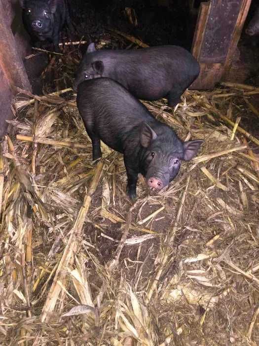 В'єтнамські поросята.