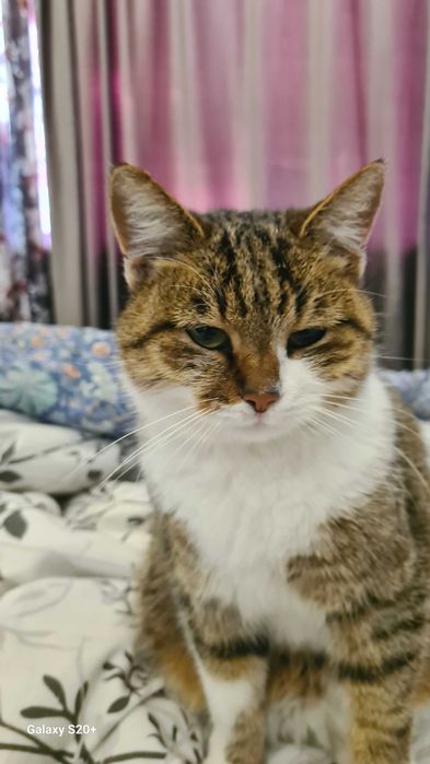 Маленькая кошка. БЕСПЛАТНО