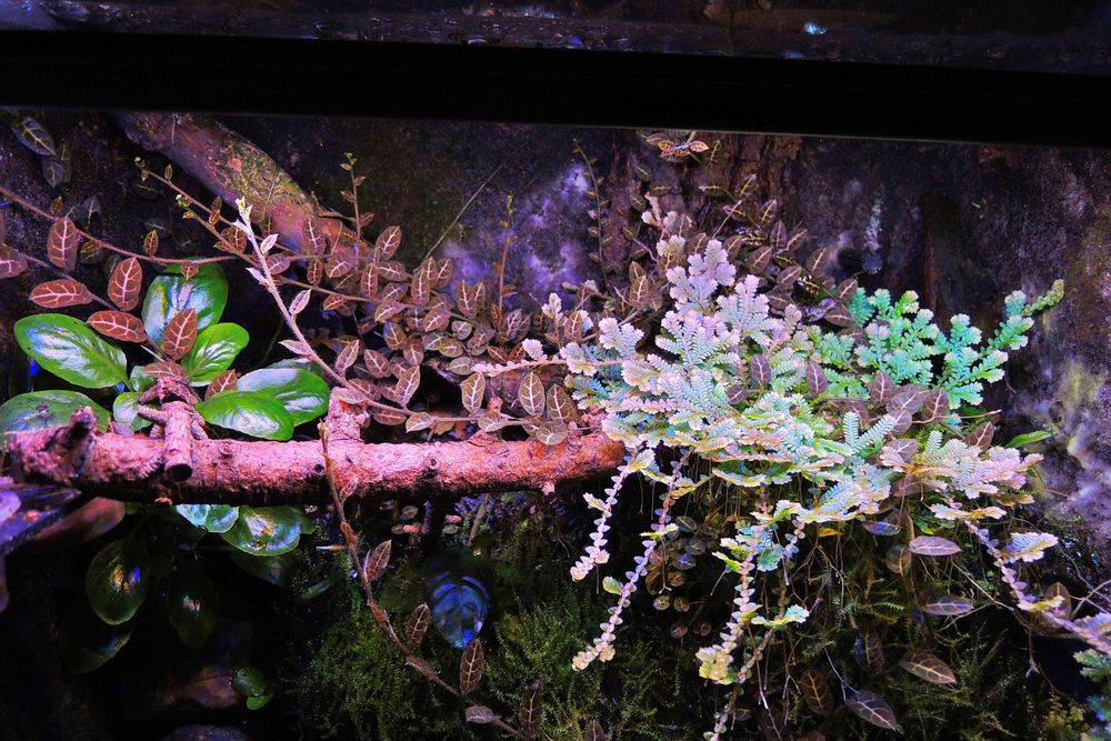 jaszczurka trawiasta, takydromus dorsalis, zielona, dzienna, nie gekon