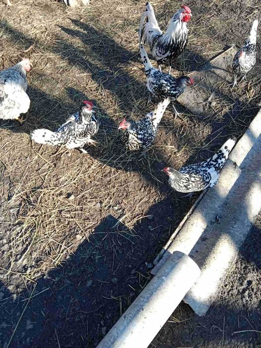 Інкубаційні яйця Гамбурзьких курей