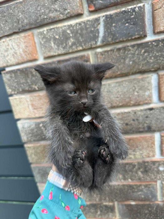 Отдам черного котенка, мальчик, 2 месяца