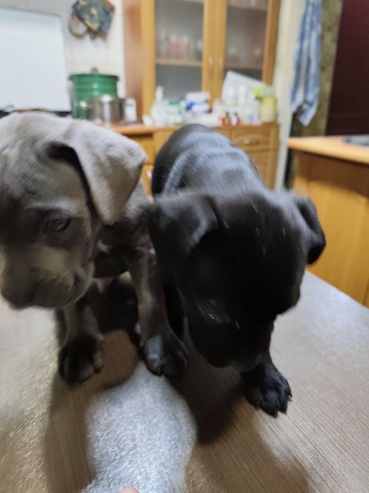 Продам щенков кане-корсо