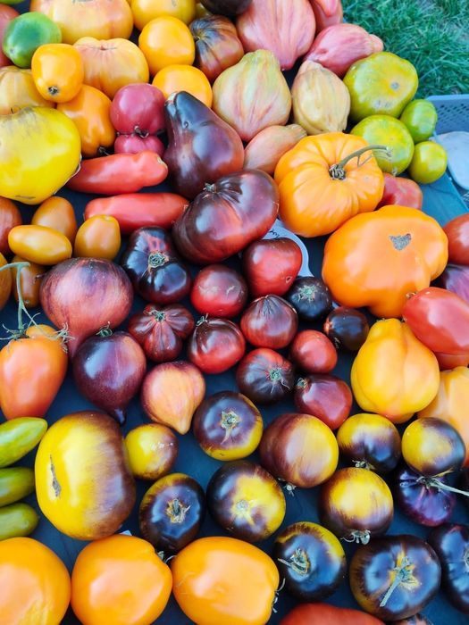 Nasionka kolekcjonerskie