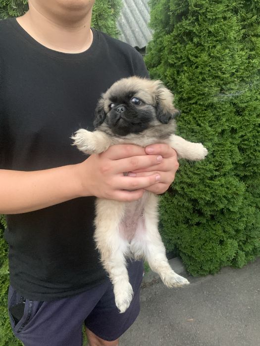 Продам цуценят Пекінесиків