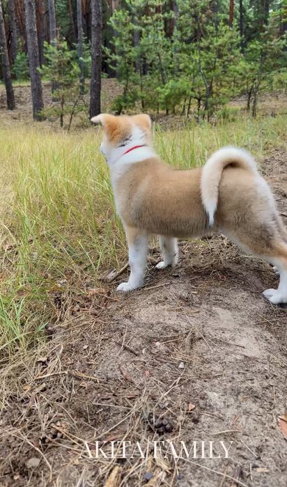 Акіта іну хлопчик розплідник AKITA FAMILY