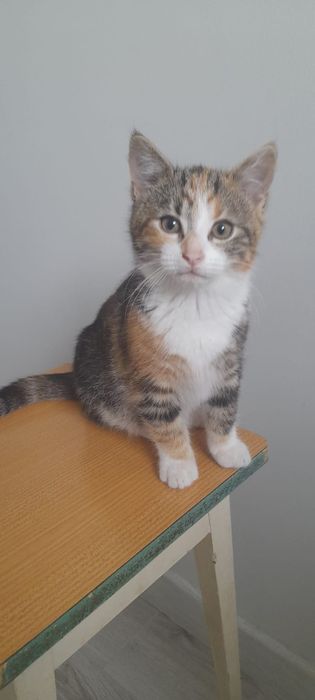 2 miesieczne kociaki czekają na wspolny domek