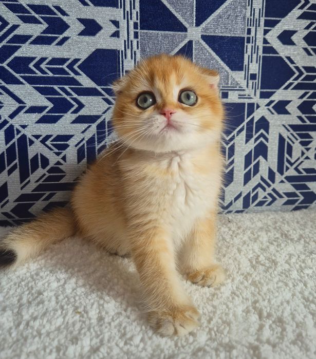 золота шиншила кошеня