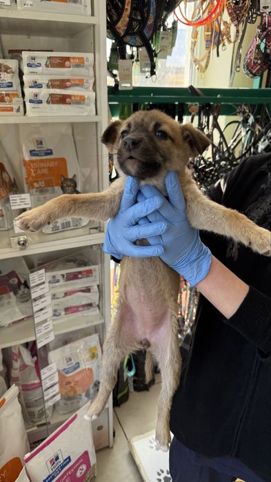 Цуценята шукають дім