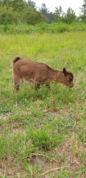 cabras anãs fêmeas