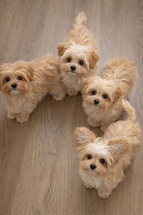 Премиум щенки мини мальтипу (второй помет)