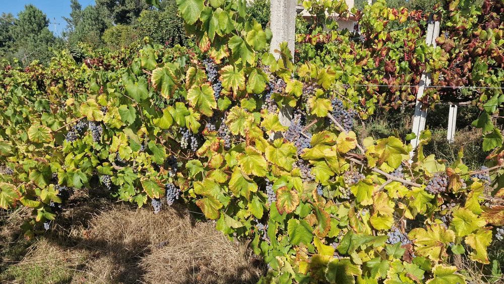 Venda de uvas, espadeiras