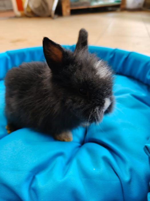 Króliczki karzełki, miniaturki i baranki