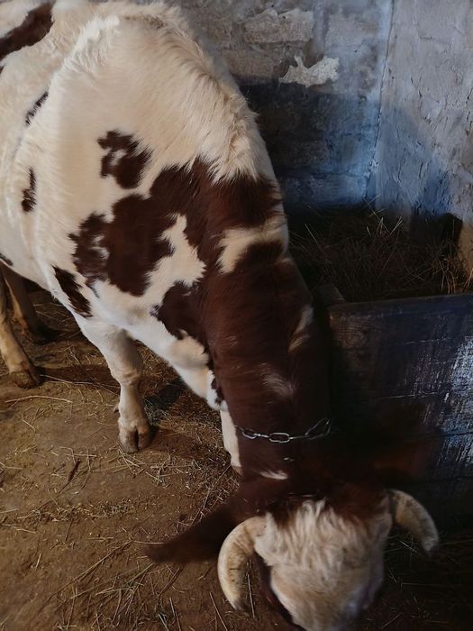 Корова шукає нову домівку.