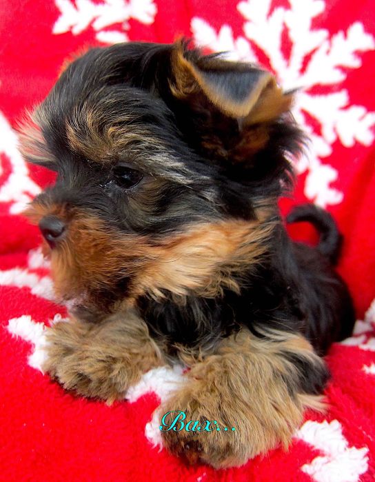 York chłopczyki z Bolesławca .