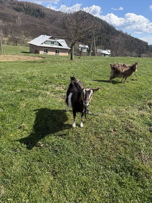 Продам кози молоді