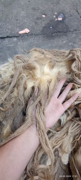 Продам вовну, шерсть з овець, не миту .
