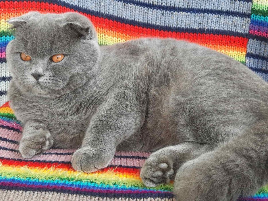 Висловухий британець на звʼязку Злучка