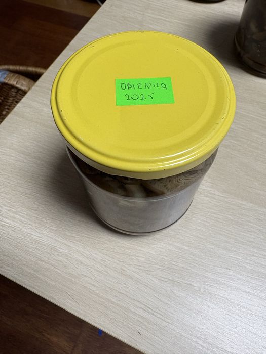 Grzyby marynowane Opieńka