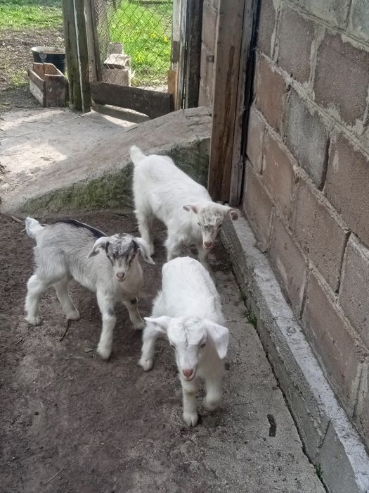 Продам козлят девочок