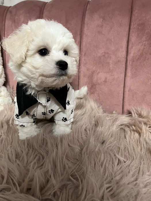 Bichon Frise piesek FCI małe cudo