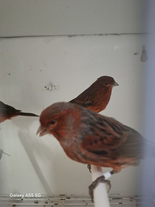 Canarios negros vermelhos