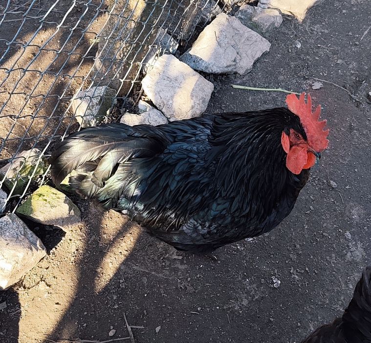 Vendo ovos galados de galinha Jersey Gigante Negro
