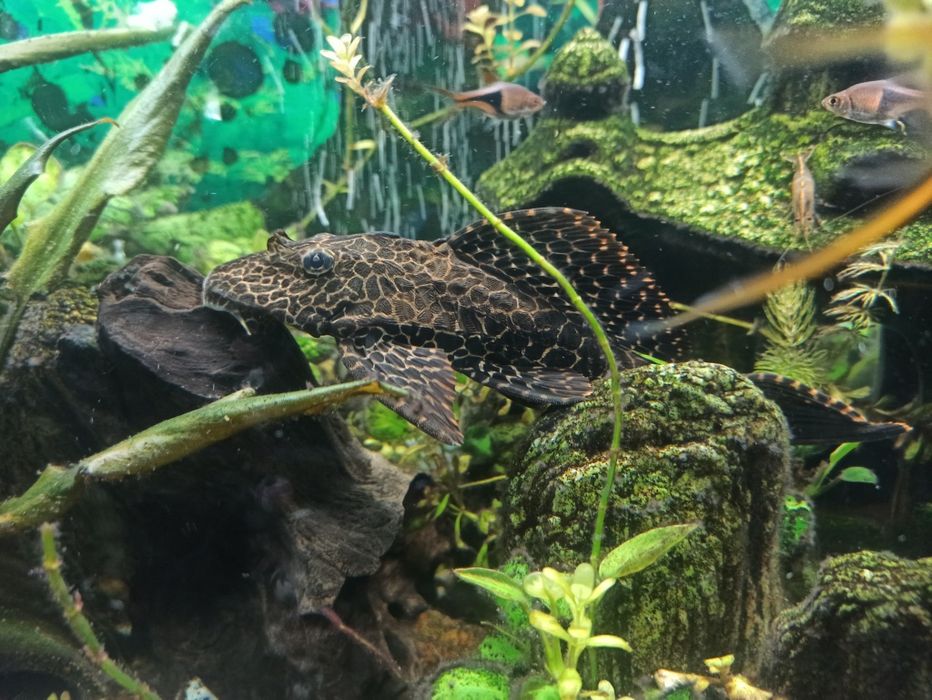 Rybki mini zoo glonojad
