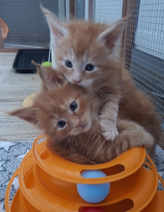 Rudy kocurek Maine Coon