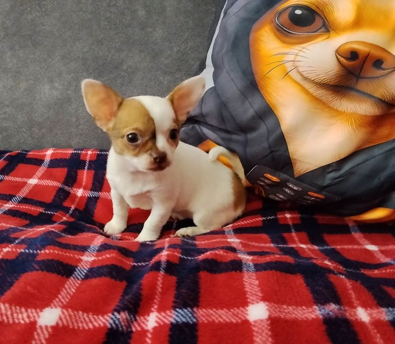 Chihuahua miniaturowa sunia