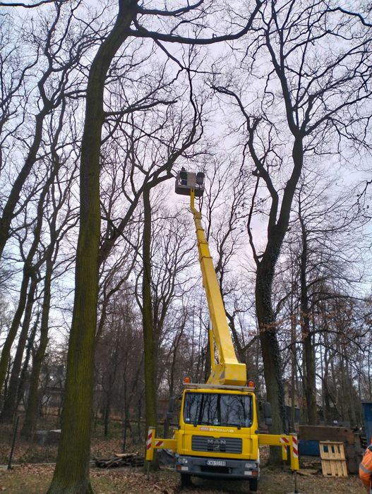 Wycinka pielęgnacja drzew Przygotowanie terenów pod budowę Rozbiórki