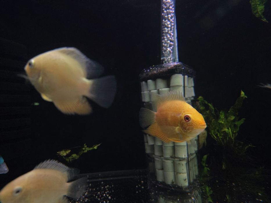 Pielęgnica severum red spotted