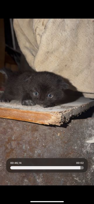 Кошенятко Дівчинка Веслоуха
