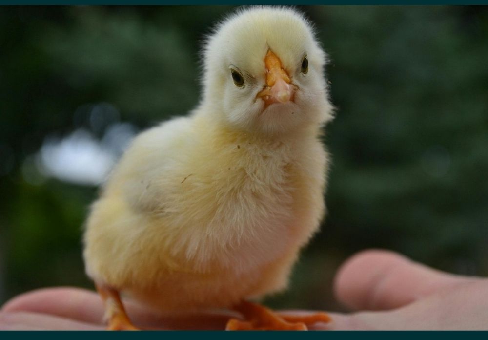 Несушка Ломан Браун Сенді Курчата Цыплята Циплята Курча Петухи Півні