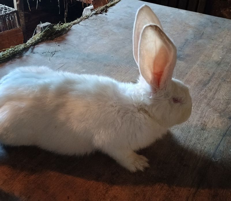 Sprzedam samice z lipca