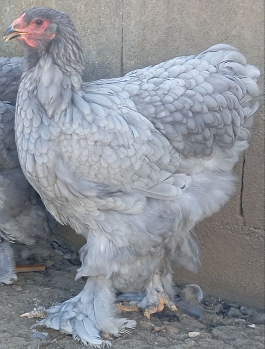 Aves Ornamentais Brahmas várias mutações