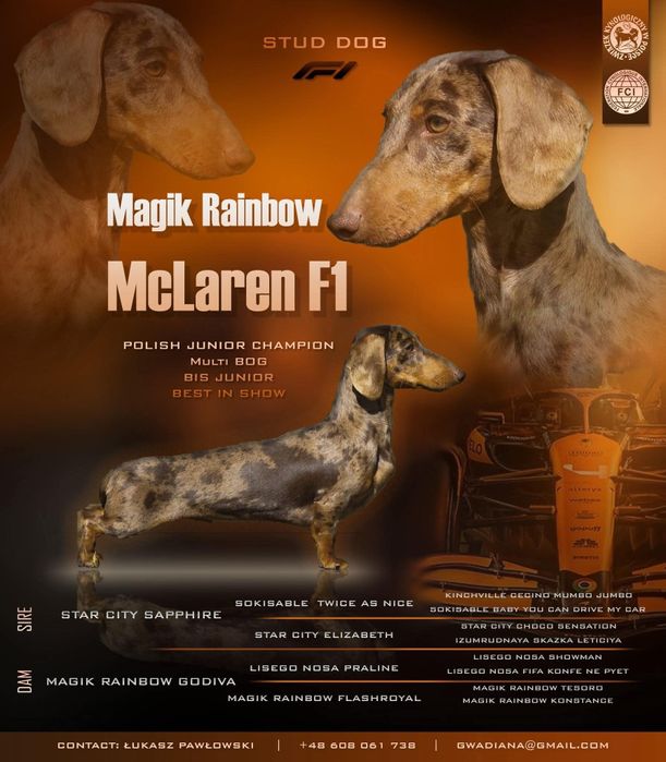 Jamnik miniaturowy krotkowłosy marmurkowy suczka