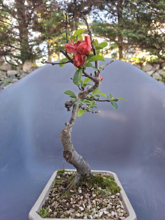 Bonsai Chaenomeles Japonica